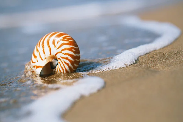 Conchiglia Nautilus Sulla Spiaggia Della Grecia Con Onde Marine Acqua — Foto Stock