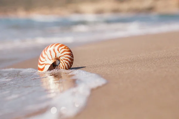Conchiglia Nautilus Sulla Spiaggia Della Grecia Con Onde Marine Acqua — Foto Stock