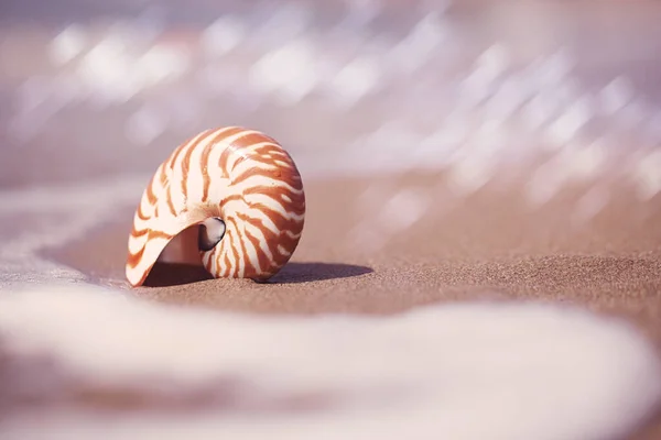 Nautilus Shell Playa Grecia Con Olas Mar Agua —  Fotos de Stock