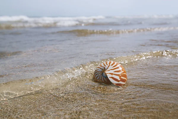 Nautilus Κέλυφος Στην Παραλία Της Ελλάδας Θαλάσσια Κύματα Και Νερό — Φωτογραφία Αρχείου