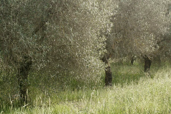 Yunanistan 'ın Rodos Adası' ndaki zeytin ağaçları fidanlığı
