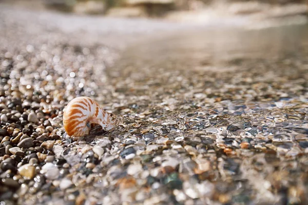 Nautilus Shell Playa Grecia Con Olas Mar Agua —  Fotos de Stock