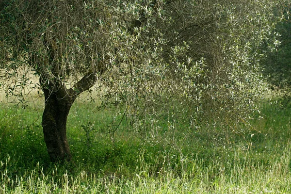 Yunanistan 'ın Rodos Adası' ndaki zeytin ağaçları fidanlığı