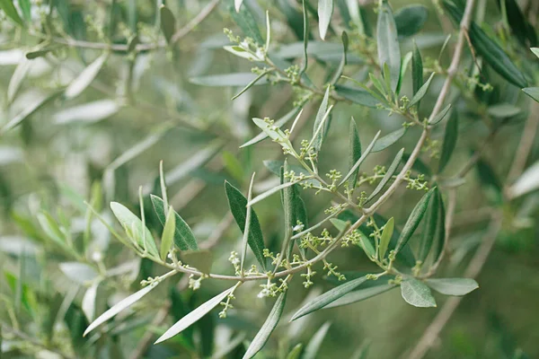 Yunanistan 'ın Rodos Adası' ndaki zeytin ağaçları fidanlığı