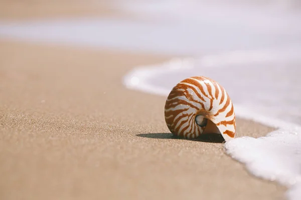 海の波と水でギリシャのビーチのノーチラスの殻 ロイヤリティフリーのストック画像