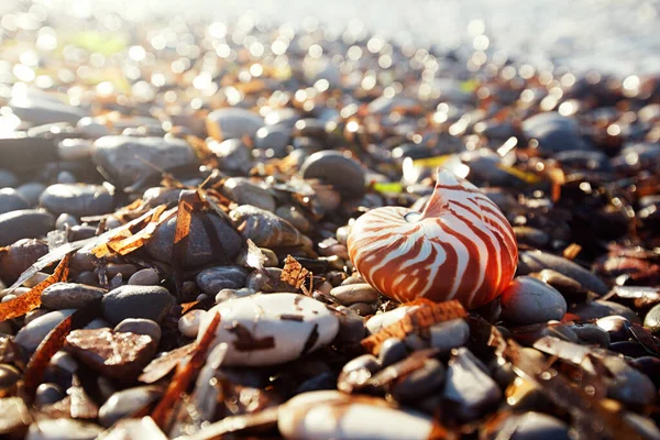 Nautilus Skorupa Grecja Plaża Morze Fale Woda Obrazek Stockowy