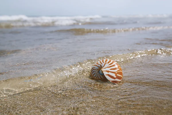 Nautilus Skorupa Grecja Plaża Morze Fale Woda Obraz Stockowy