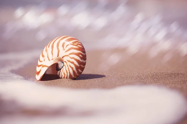 Coquille Nautilus Sur Plage Grèce Avec Des Vagues Mer Eau Images De Stock Libres De Droits