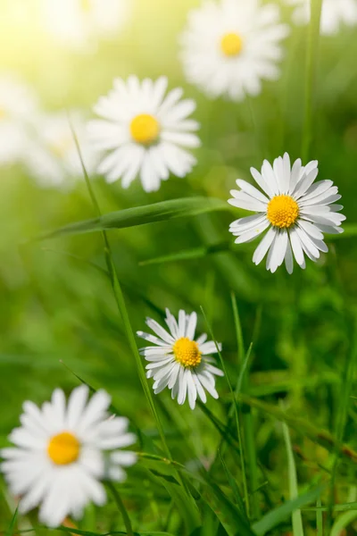 Marguerites blanches dans les prairies, gros plan — Photo