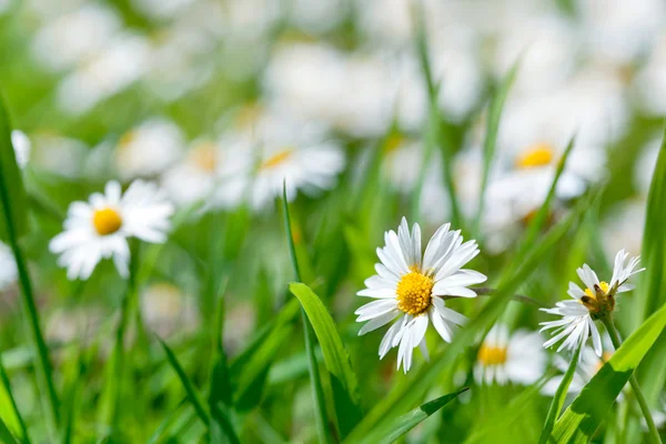 White daisies in meadows, close-up — Stock Photo, Image