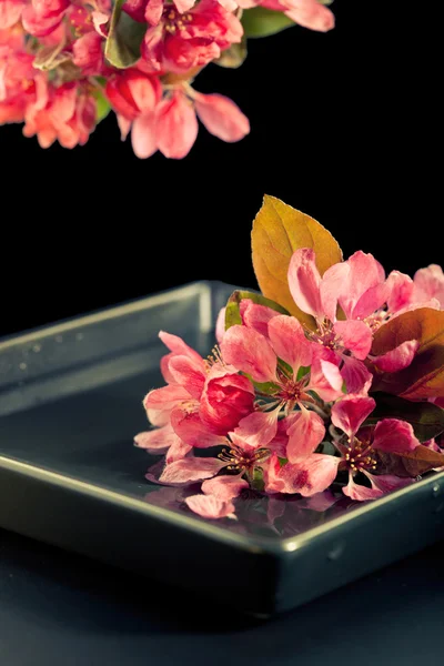 Conceito de Spa: flores de cereja rosa na água, no preto com reflexo — Fotografia de Stock