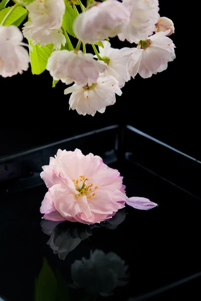 Beautiful sakura flowers reflected in the water, spa concept, on — Stock Photo, Image