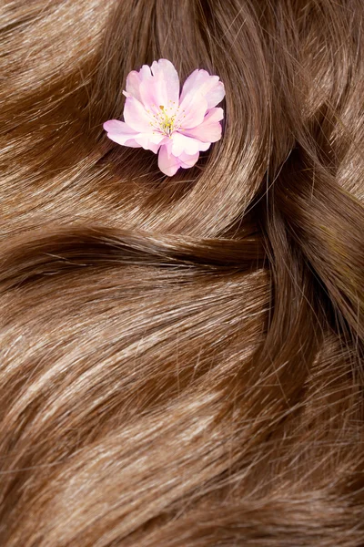 Haarpflegekonzept: schönes gesundes glänzendes Haar mit hervorgehobenem — Stockfoto