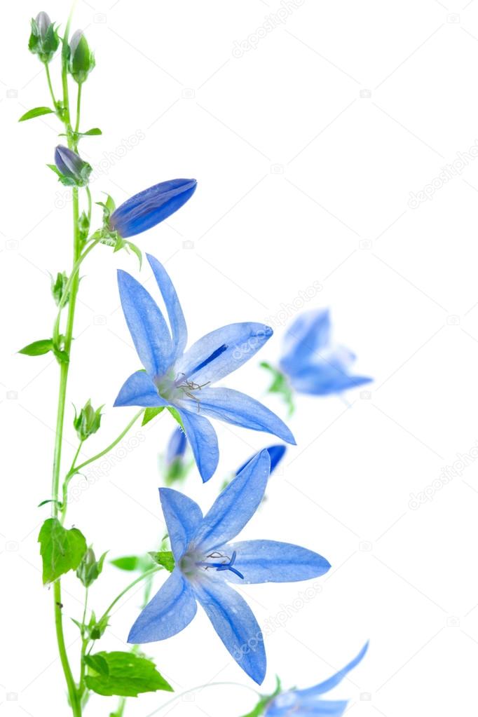 Campanula flowers isolated on white