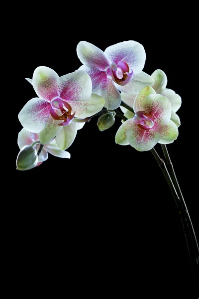 Vackra gula och lila orkidé blommor isolerad på svart bac — Stockfoto