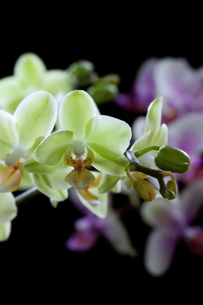 Bellissimi fiori di orchidea gialli e viola isolati su bac nero — Foto Stock