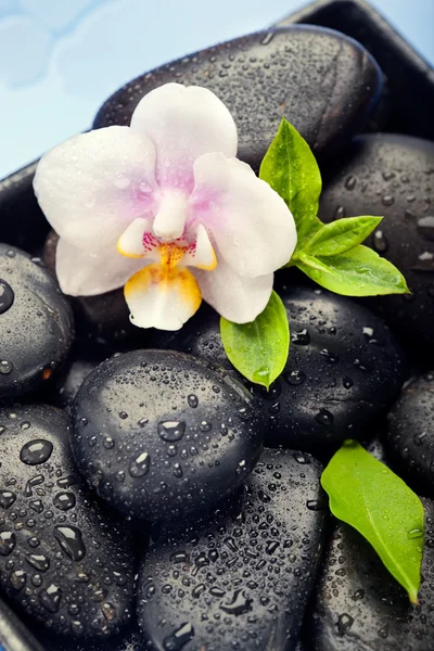 Flor de orquídea, folhas verdes e pedras de spa no fundo azul molhado — Fotografia de Stock
