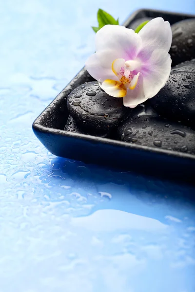 Pietre termali e fiori di orchidea su sfondo blu bagnato — Foto Stock