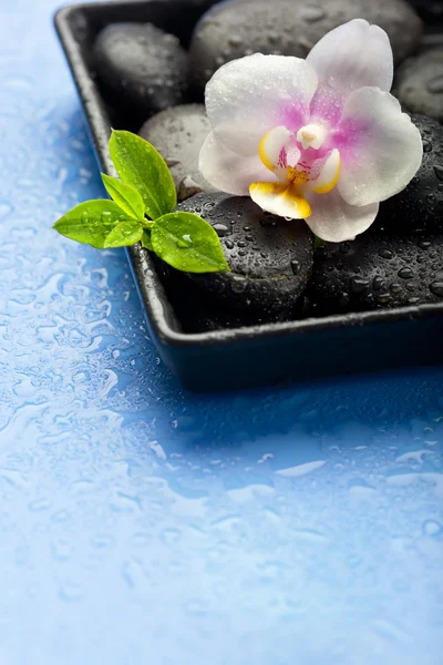 Flor de orquídea, hojas verdes y piedras de spa sobre fondo azul húmedo —  Fotos de Stock