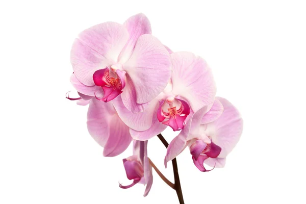 Piękne różowe kwiaty orchidei na białym tle — Zdjęcie stockowe