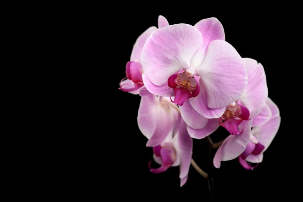 Belos floers de orquídeas roxas isolados em preto — Fotografia de Stock