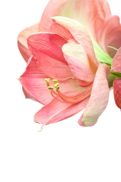 Amarylis piękny kwiat na białym tle — Zdjęcie stockowe