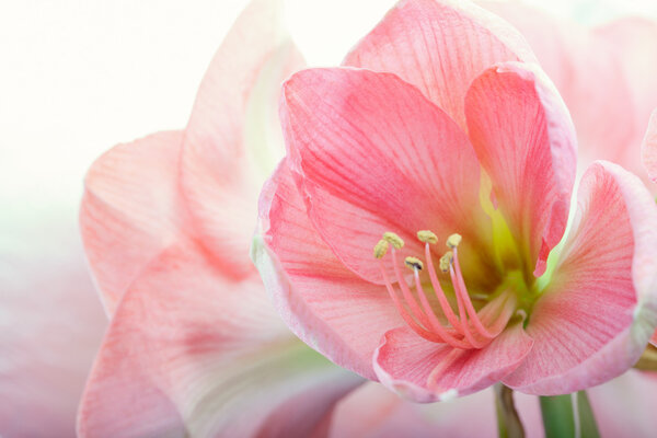 Beautiful amaryllis flowers on blurred background