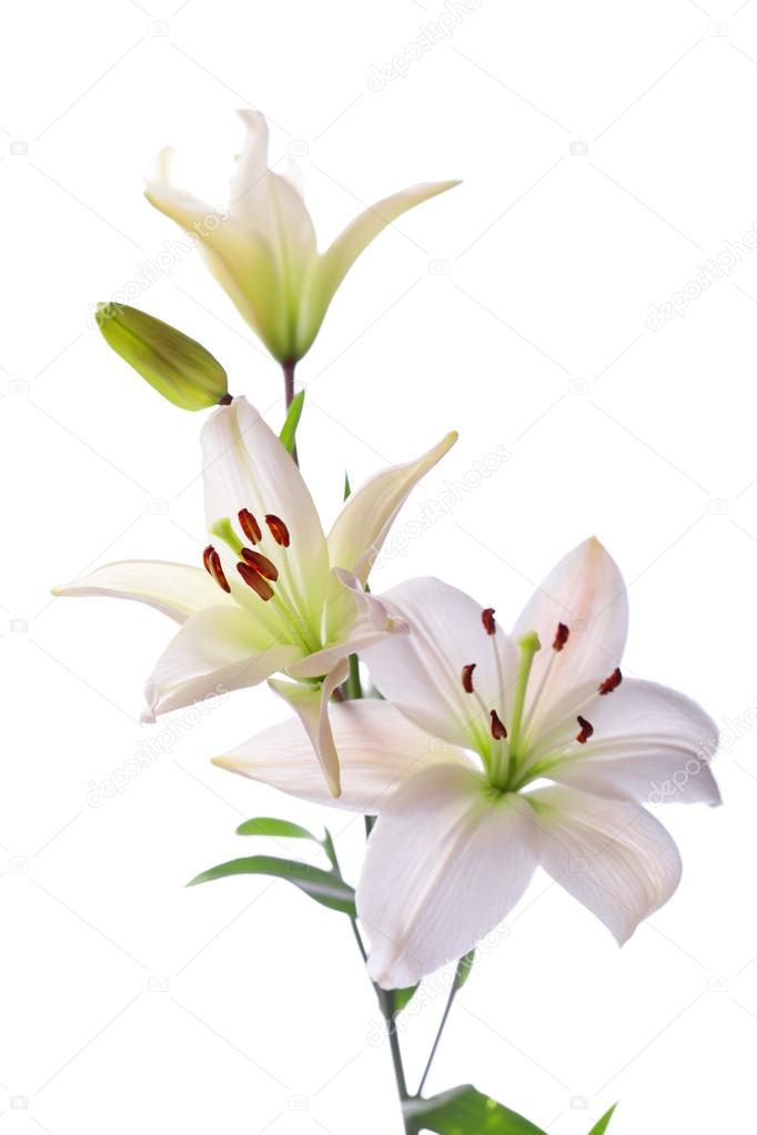 Beautiful white lillies, isolated on white