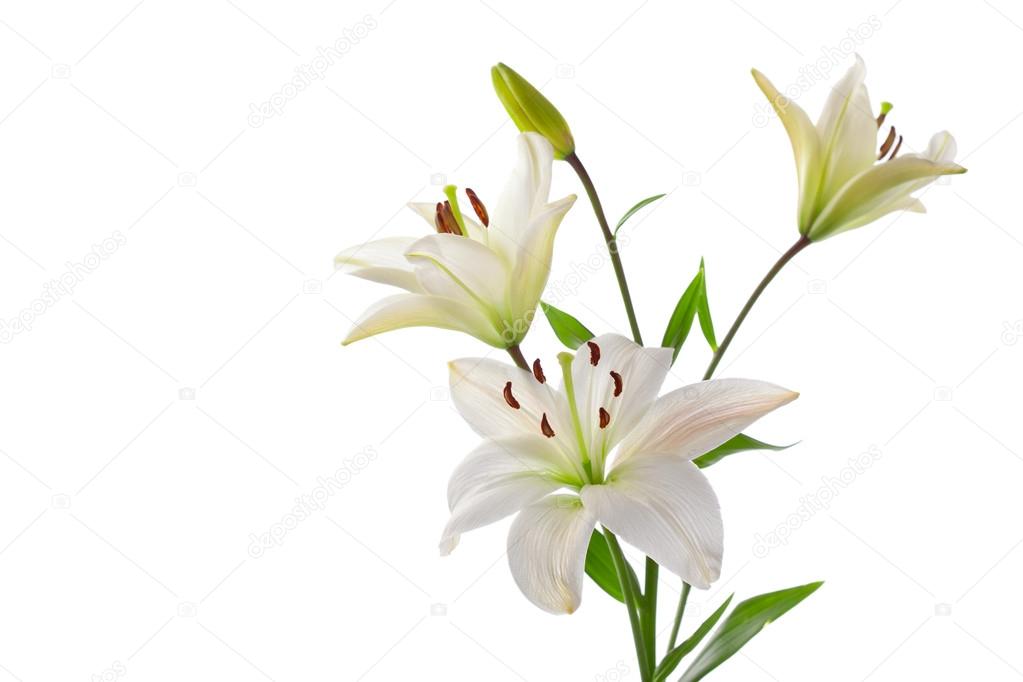 Beautiful white lillies, isolated on white