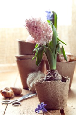 compostable tencere, çiçek soğanı ve bahçecilik sümbül çiçeği.