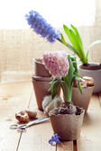 Hyacinth flowers in peat pots, flower bulbs and gardening tools