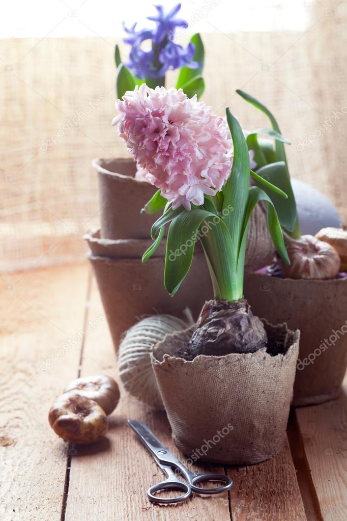 Hyacinth flowers in peat pots, flower bulbs and gardening tools