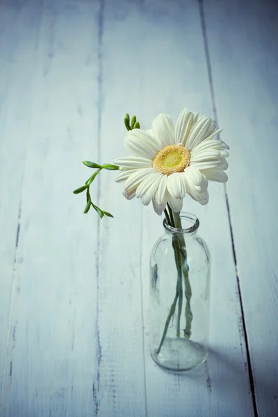 Flor de gerbera branca em um vaso em fundo de madeira — Fotografia de Stock