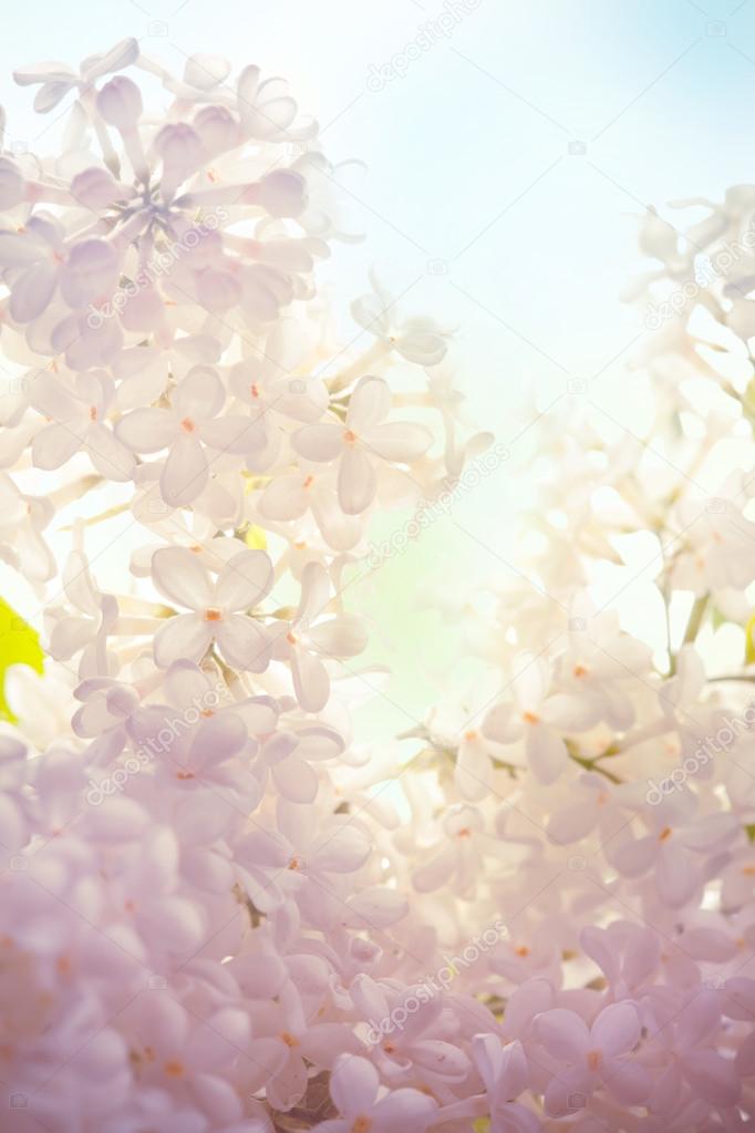 White lilac flowers on green and blue sky defocused background 