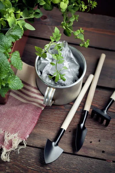 Tuingereedschap en een pot van zaailingen in een tuinhuisje — Stockfoto