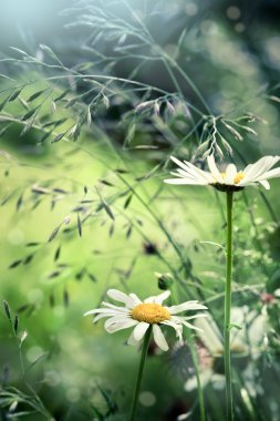 Camomile on meadow, with abstract blurred background, closeup sh
