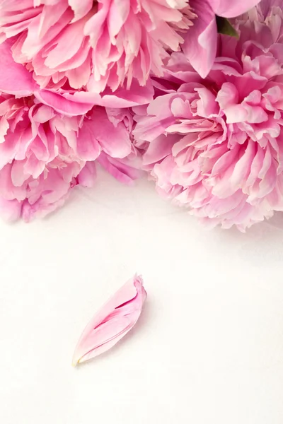 Stunning pink peonies and one petal on white background — Stock Photo, Image