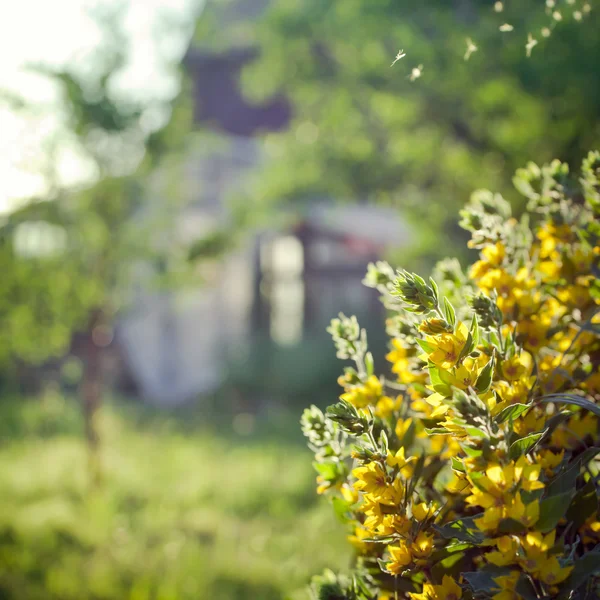 Cena do campo: casa velha em um jardim, com flores no fo — Fotografia de Stock