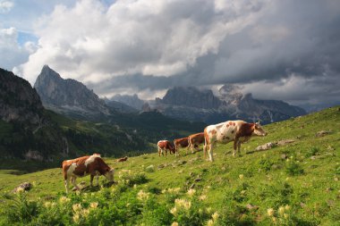 çayır, dolomites üzerinde boğa