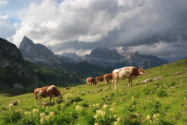 Tjurar på ängen, Dolomiterna — Stockfoto