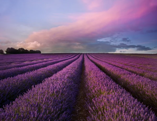 Superbe paysage de champ de lavande Coucher de soleil d'été — Photo