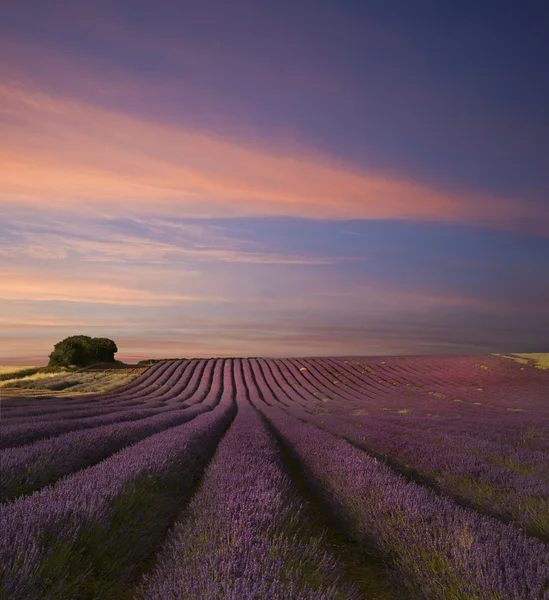 Impressionante paisagem campo de lavanda Pôr do sol de verão — Fotografia de Stock