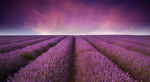 Stunning lavender field landscape Summer sunset — Stock Photo, Image