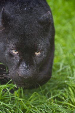 siyah leopar panthera pardus uzun çimlerde sinsi sinsi