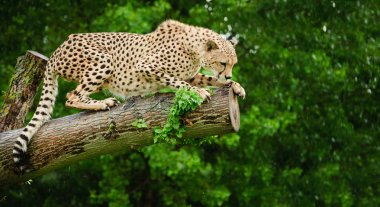 Cheetah acinonyx jubatus büyük bir kedi