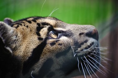 Bulutlu leopar neofelis nebulova büyük kedi portre