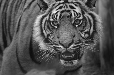 Sumatra kaplanı panthera tigris sumatrae büyük kedi b portresi