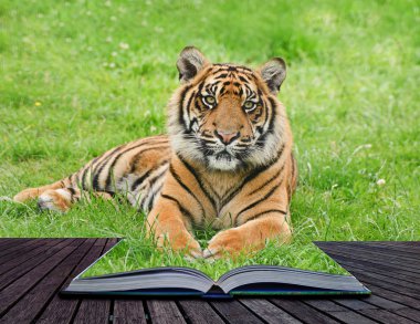 Creative concept image of tiger in pages of book clipart