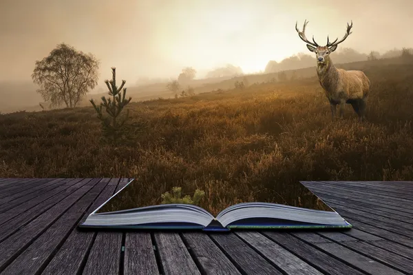 Red deer stag in landscape coming out of pages in book creative — Stock Photo, Image