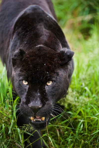 Svart jaguar panthera onca stryker thorugh långt gräs — Stockfoto